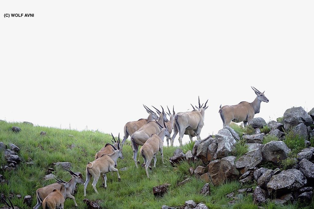 Giantscup Wilderness Reserve Underberg Exteriör bild